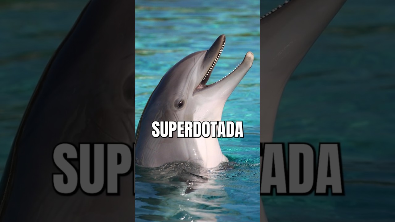 &iquest;Que PASA si ense&ntilde;as CAPITALISMO a un Delfin SUPERDOTADO🧠? #curiosidades #biologia #datoscuriosos