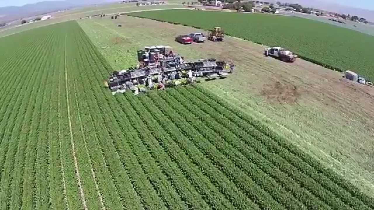 Coastline Celery Harvest, Salinas, CA