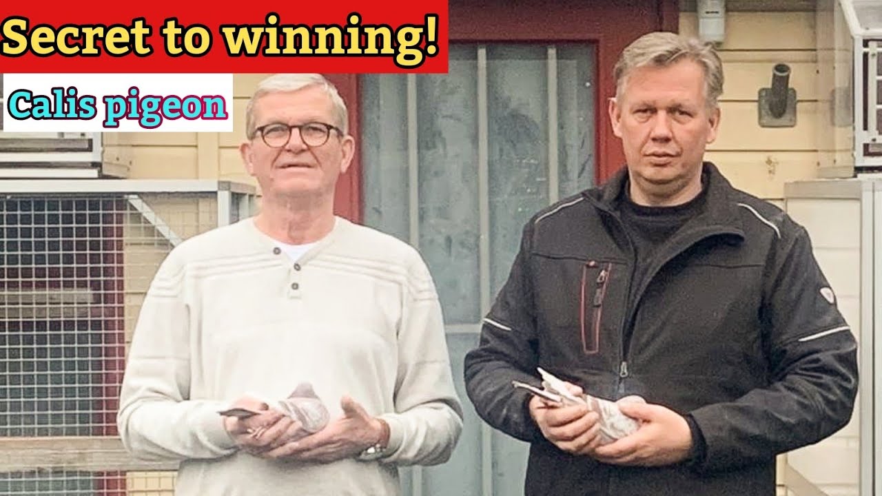 Gerard & Harold Calis: Racing Pigeon Champions & Their Top Pigeons | Unmatched Success in 2023-2024.