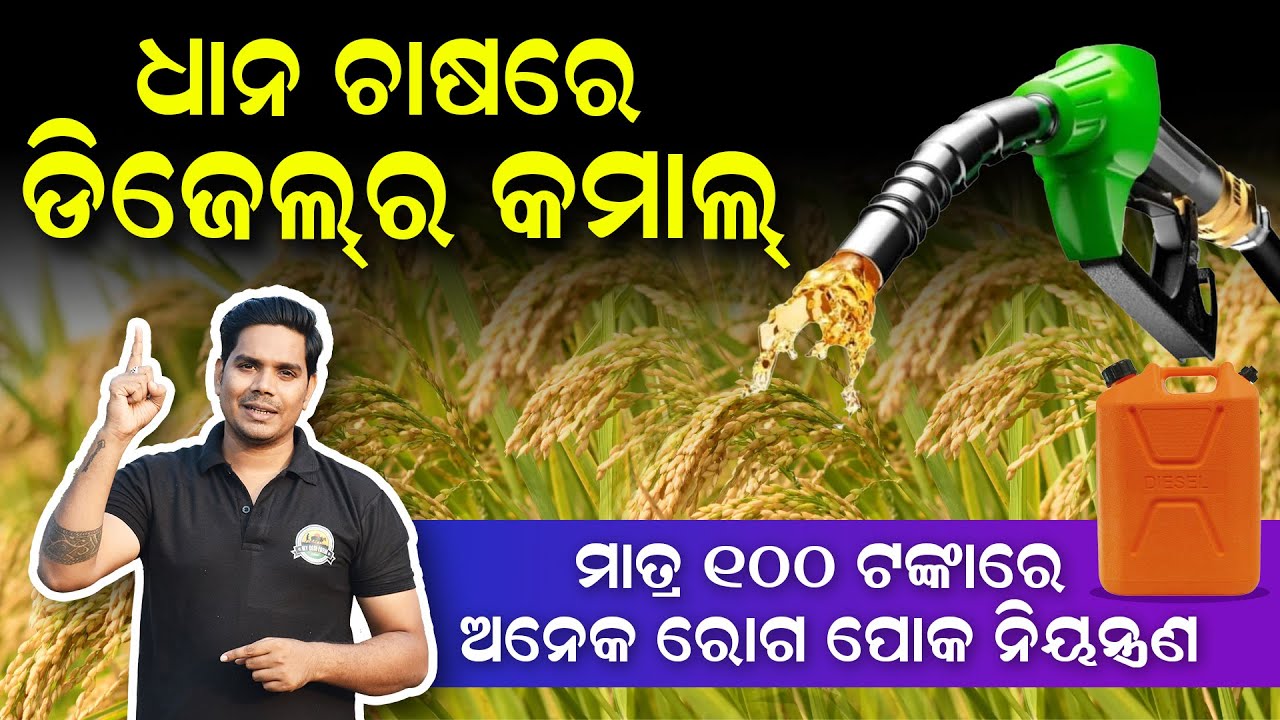 Dhana chasa kemiti karibe [ଧାନ ଚାଷରେ ଡିଜେଲର ପ୍ରୟୋଗ ] Dhana chasa roga poka  | my desi farm new video