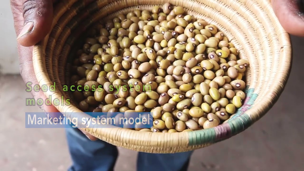 Precooked Beans