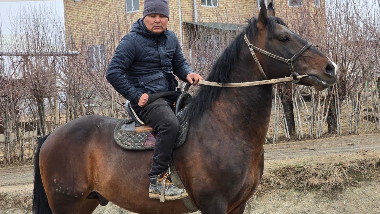 АТТЫН УДАРЫ ДЫЙКАНДАН САТУУГА ЧЫКТЫ 