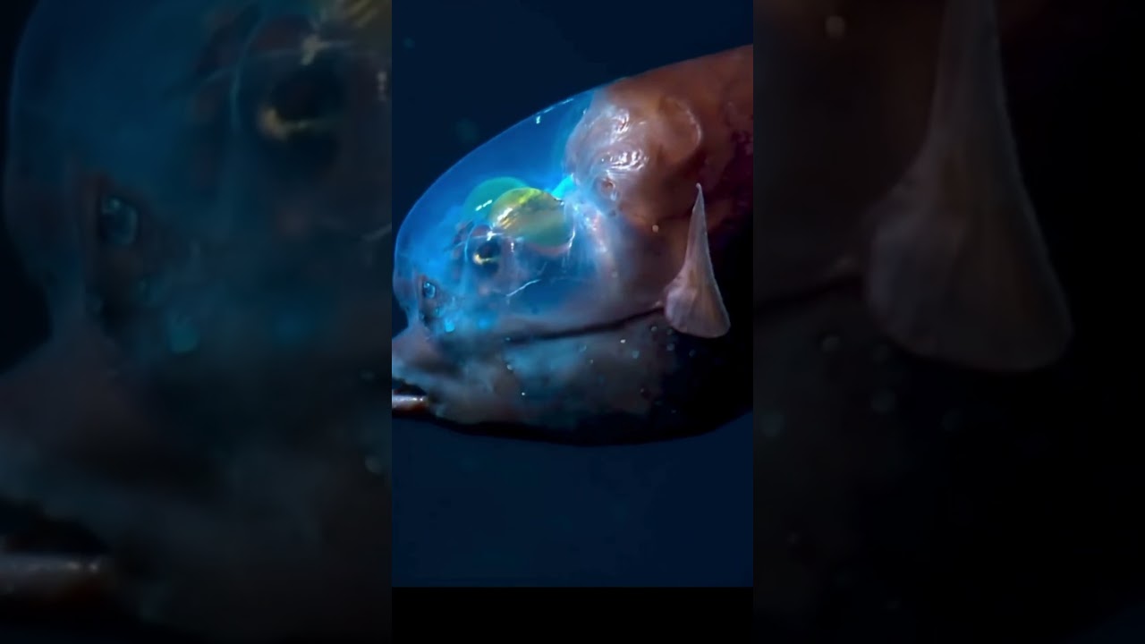 The Animal With a Transparent Head! 🧠🐟 #shorts