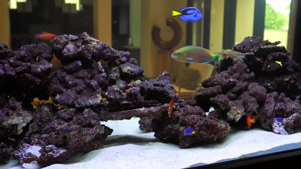 Real Reef Rock Aquascaped Tanks