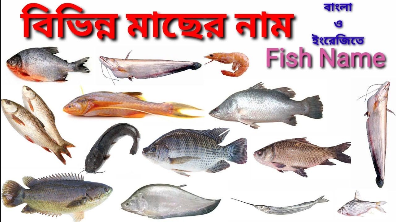 Fish Name / বিভিন্ন মাছের নাম বাংলা ও ইংরেজিতে / Fish Name in Bengali and English /   মাছের নাম