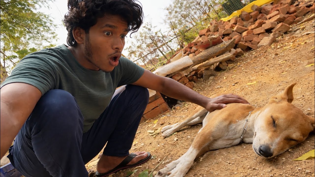 Tommy achha nak se bimaar ho gaya😔ll TrotoVlog 