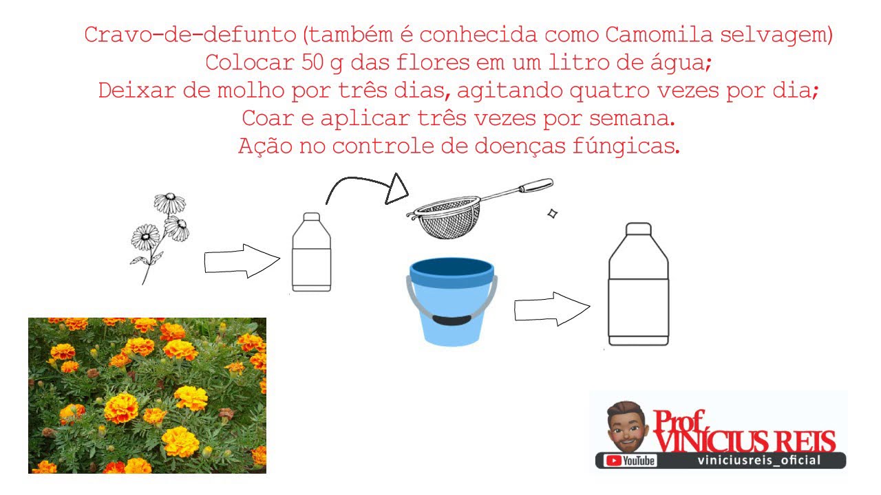Preparo e aplica&ccedil;&atilde;o de extratos vegetais para controle de fitoparasitas