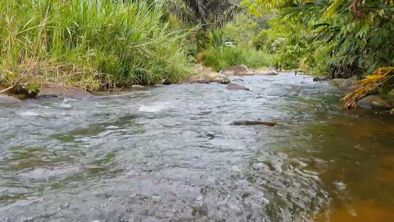 Natural River Flow Ambience • 1 Hour Water White Noise For Deep Study, Calm Mind & Productivity 4K