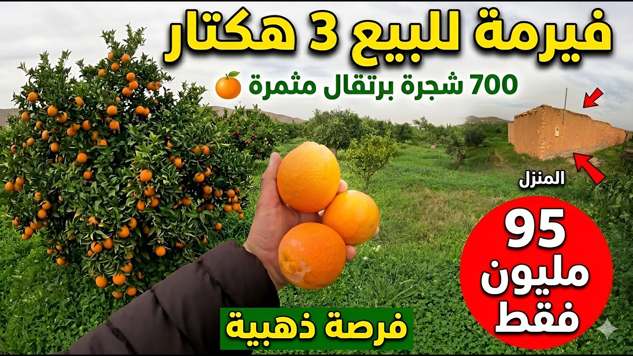  ضيعة فلاحية محفظة للبيع 3 هكتار فيها منزل 700 شجرة برتقال والزيتون بثمن 95 مليون فقط بإقليم بركان