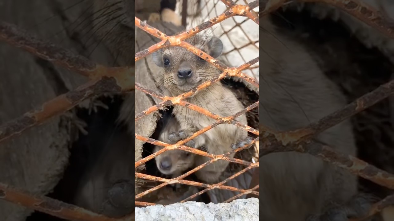 Hyrax stares at POV #wawa #hyrax #dassie
