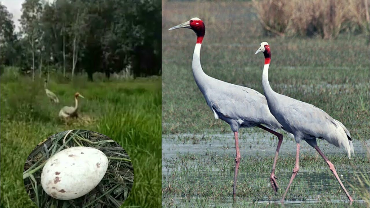 सारस (क्रौंच) पक्षी अपने घोसले पर अण्डे को सेते  हुए Crane, सारस,क्रौंच, State bird of Uttar pradesh