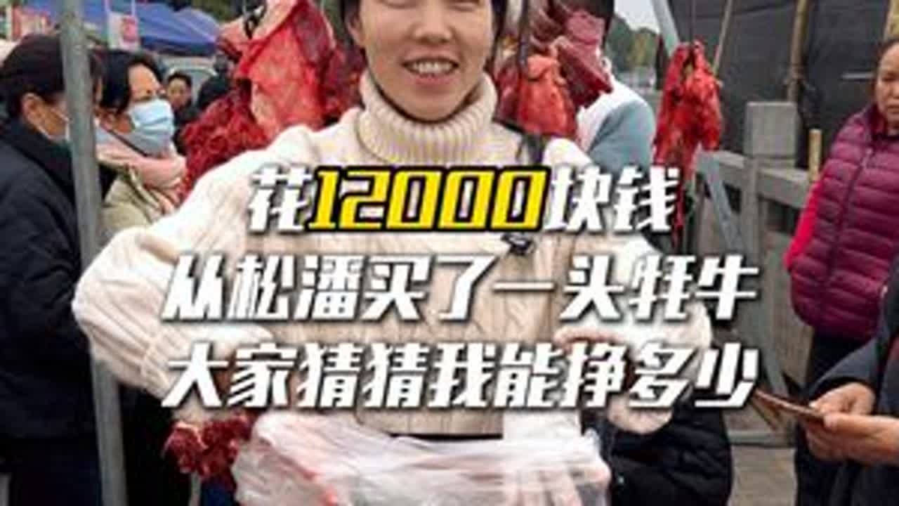 花12032买了一头牦牛。 拉到江油去摆摊，看我今天卖完能挣多少钱#摆摊 #牦牛肉 #女性创业 #欢欢羌族姑娘