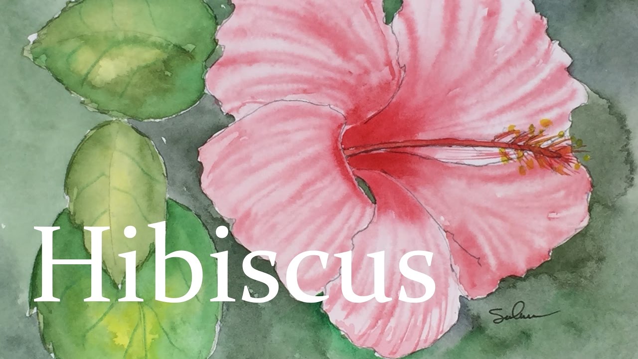 How to Paint an Hibiscus in Watercolor Tutorial Flower Plant Watercolour