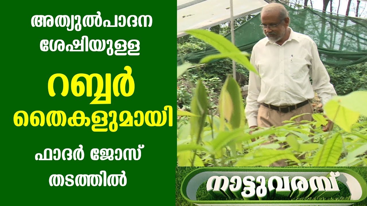 അത്യുൽപാദന  ശേഷിയുള്ള റബ്ബർ തൈകളുമായി ഫാദർ ജോസ് തടത്തിൽ  | NATTUVARAMBU