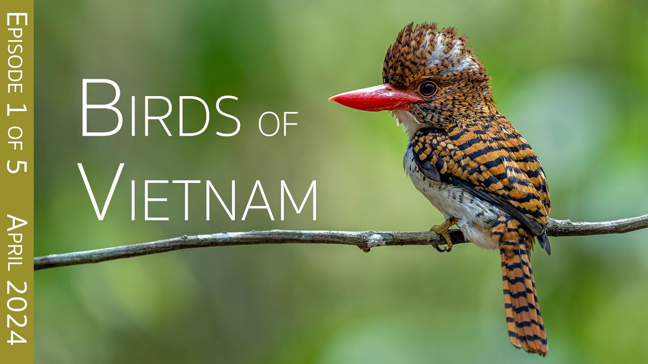 Southern Vietnam Birding Adventure:  An Enchanted Bird Hide | EPISODE 1 of 5