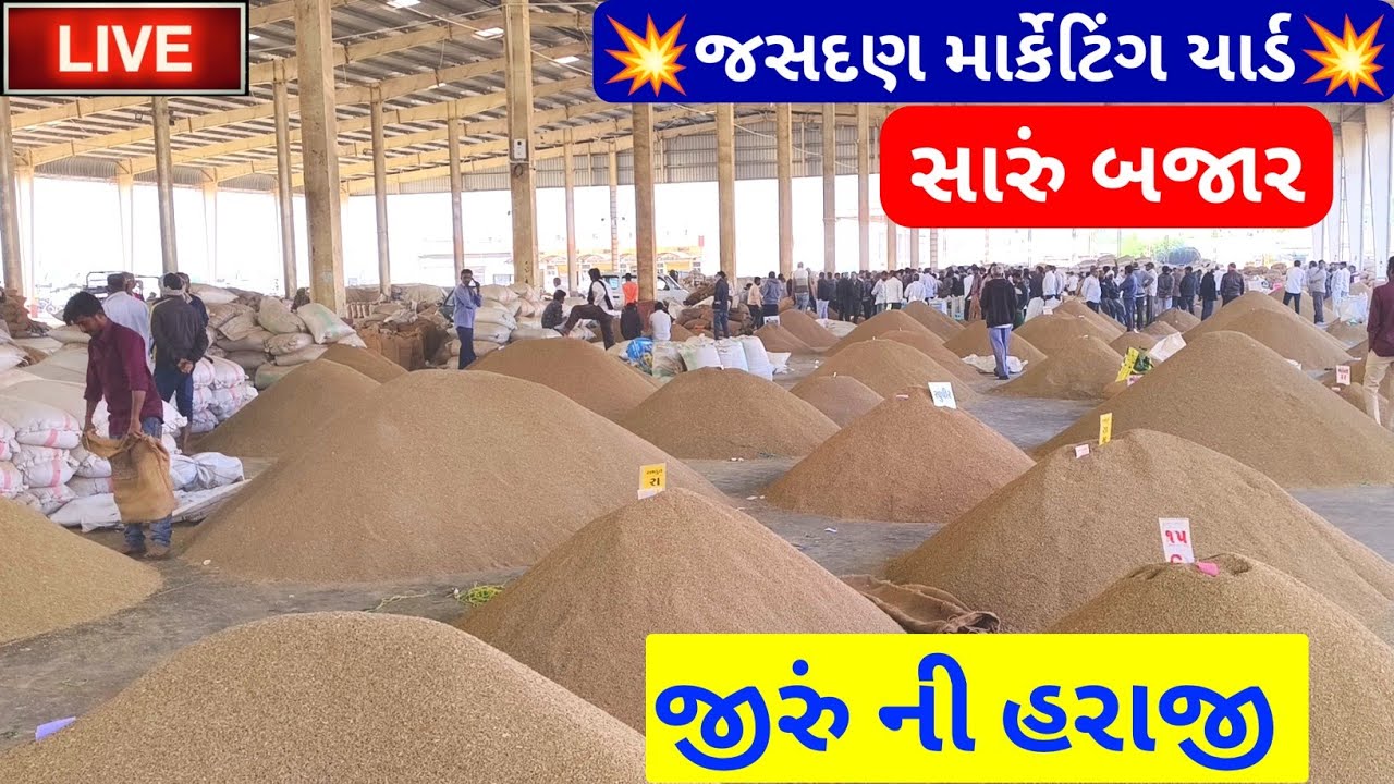 🔴live jeera auction in jasdan APMC, jeera Na bhav,November 30, 2024