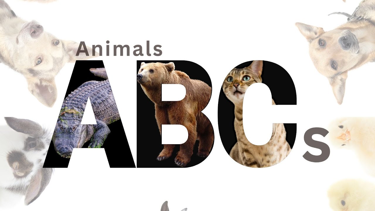 Alphabet Animals | Learn the ABCs with Animals | Educational ABC Animal Phonics for Kids