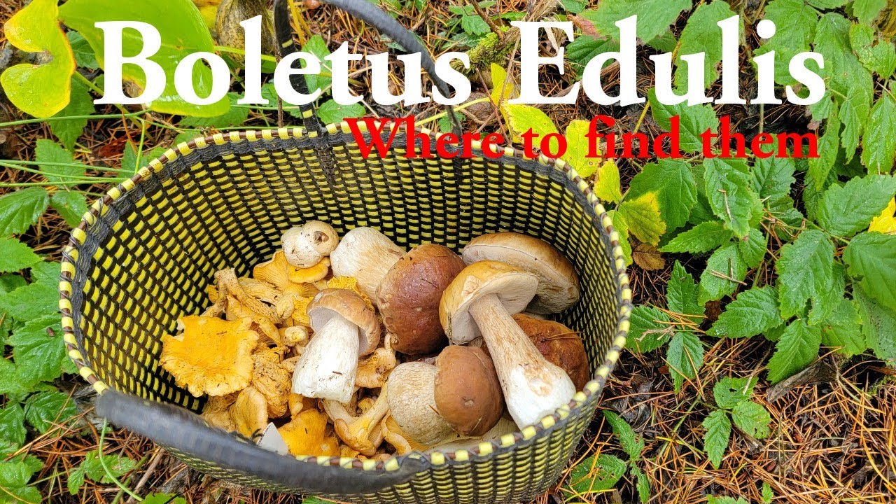 Where to find boletus edulis | Identifying bolete mushrooms