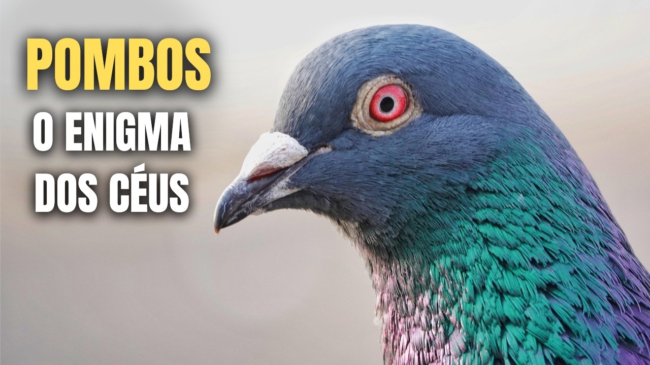 Pombos | A Inteligência Escondida nas Cidades, O Que Nós Não Sabemos?