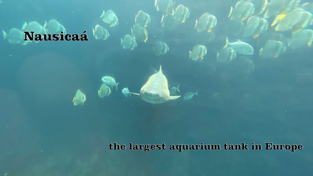 Nausica&aacute; Aquarium
