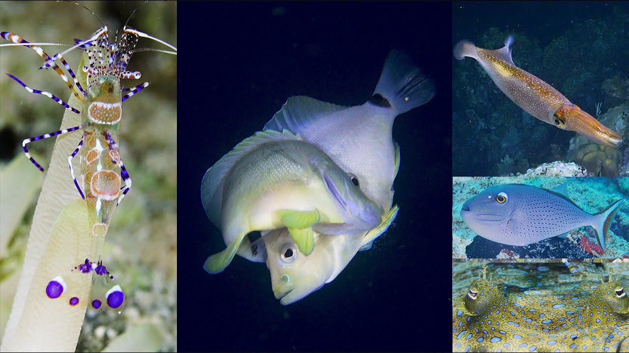 Bonaire Reef ID and Behavior ep. 37 | A Diver's Life