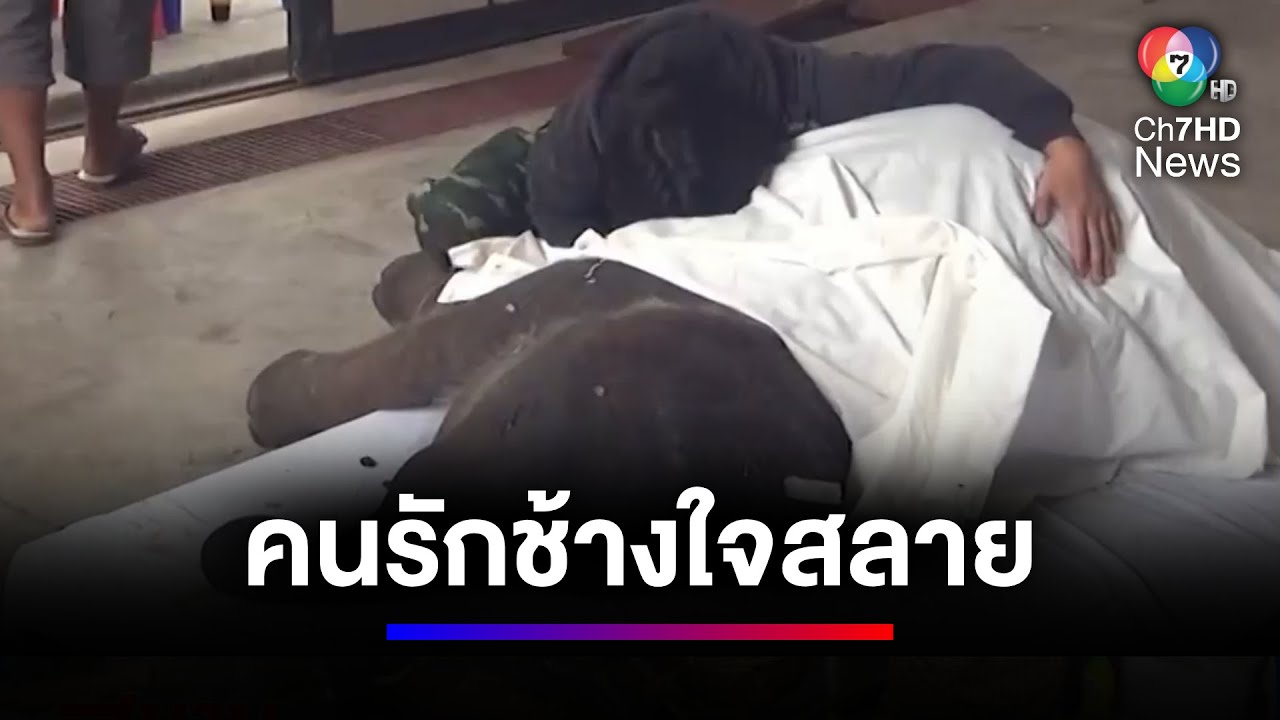 คนรักช้างใจสลาย 