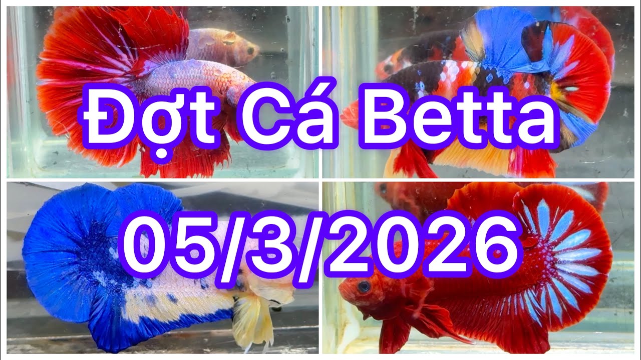 Đợt Cá Betta 05/3🍀🌈Betta Nemo | Betta Multicolour| Betta GLX |Betta Metalic | Halfmoon | tuyển chọn