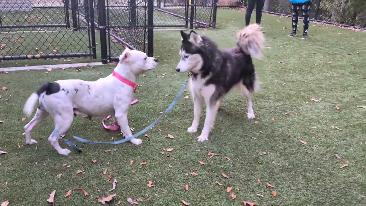 Julianna & Yukon*