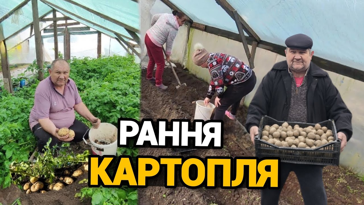 Посадка та вирощування ранньої картоплі в теплиці. Від посадки до врожаю 