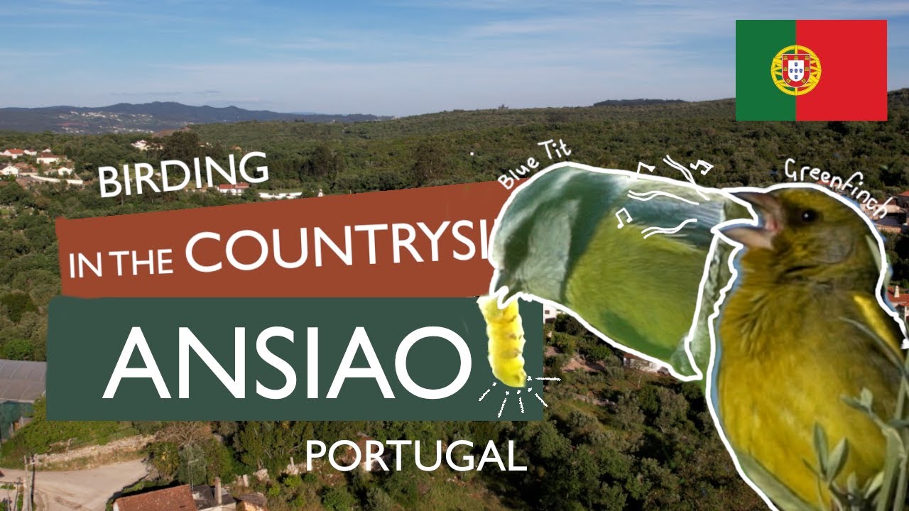 Birding in Portugal - Ansiao Countryside Part 1