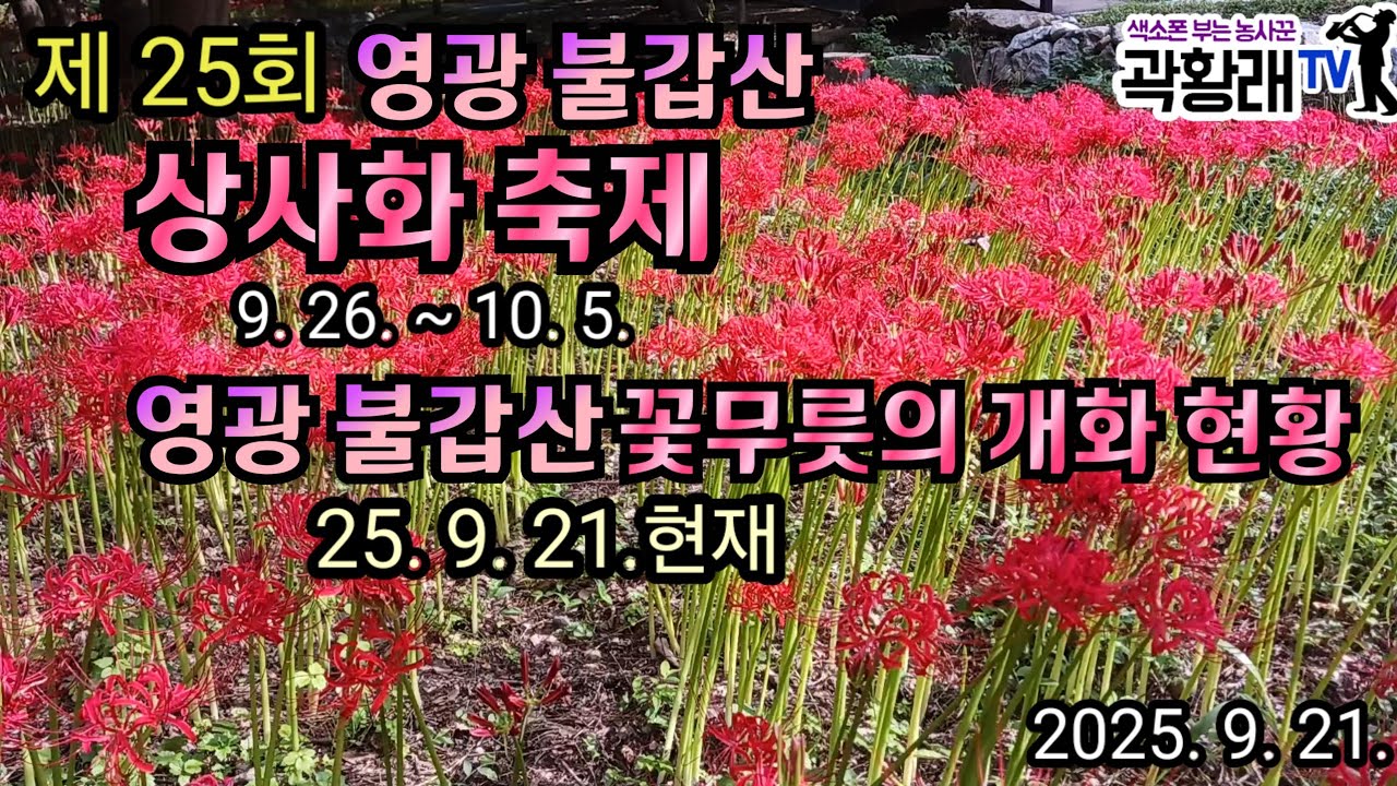 영광 불갑산 꽃무릇(상사화) 개화현황과 상사화 축제 기간