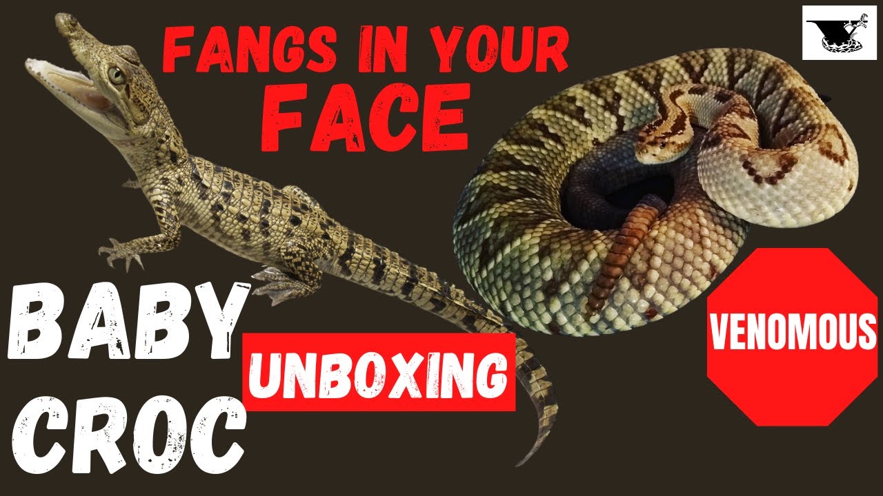 NEW Crocodile Bushmasters Eyelash Vipers | Fangs in Your Face Feeding Strikes