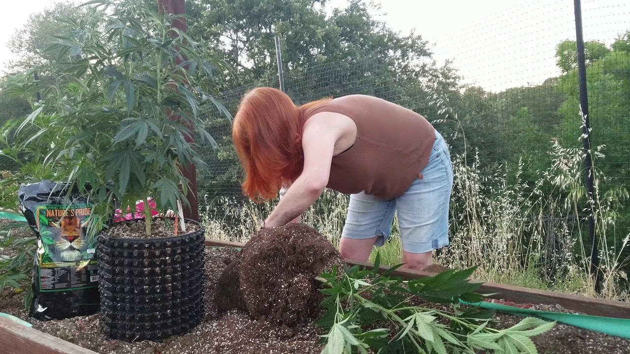 Air Pot vs Smart Pot (felt) 2nd test, Disastrous! Cannabis growing 4 the chronically ill & disabled
