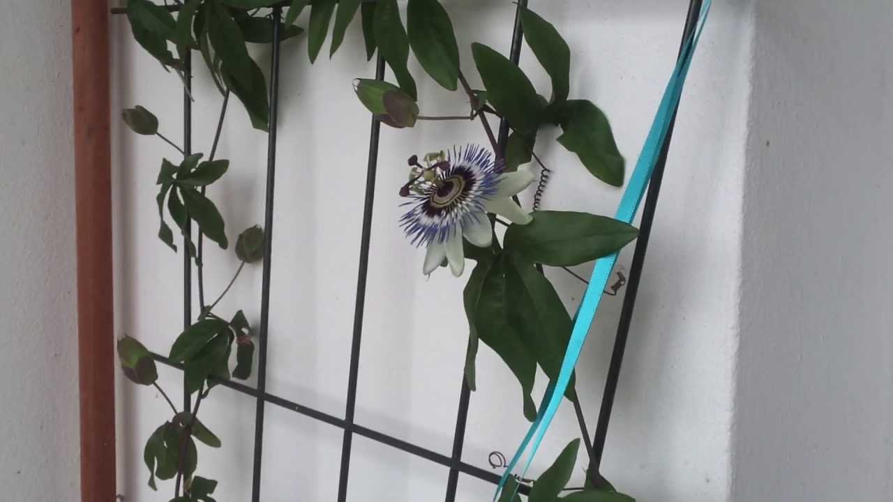 Passiflora caerulea