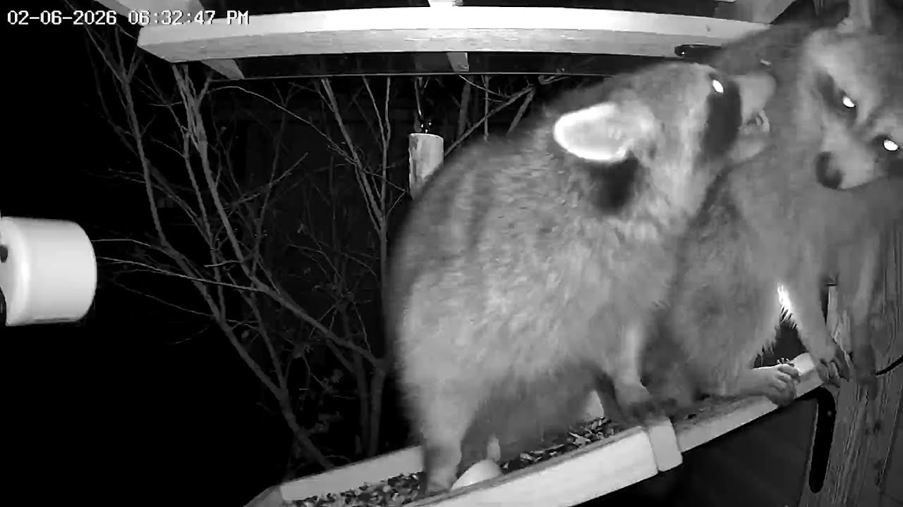 Raccoon Fight on the Feeder