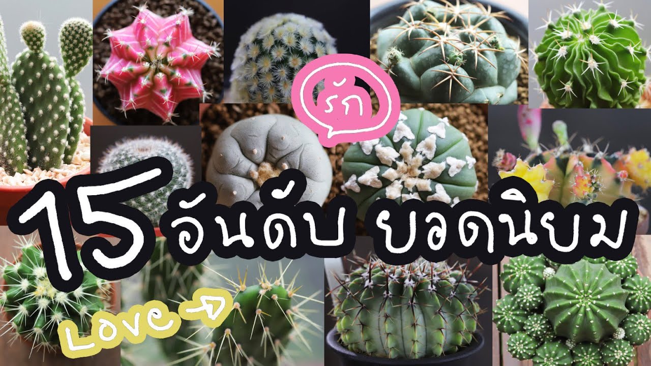 15 อันดับแคคตัสยอดนิยม ชื่อ & เกร็ดความรู้ | Cactus Journey EP.117