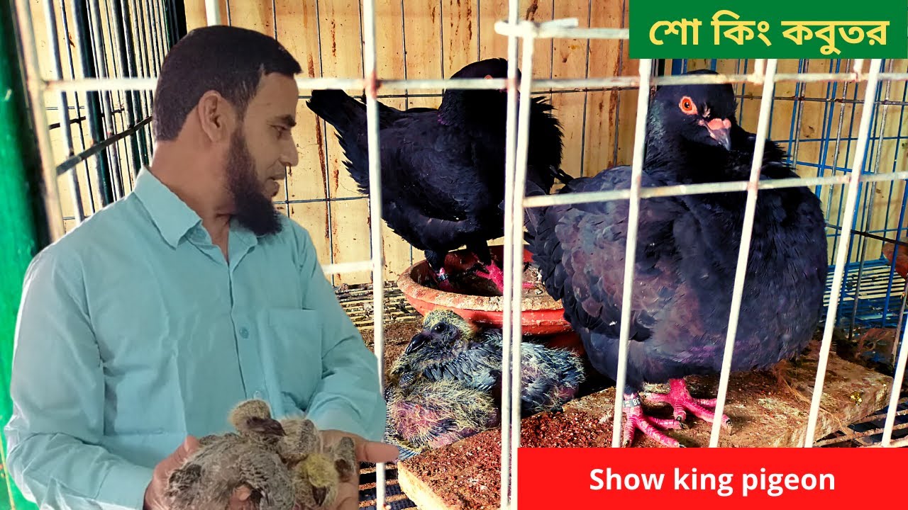 Show king pigeon ।।  শো কিং কবুতর