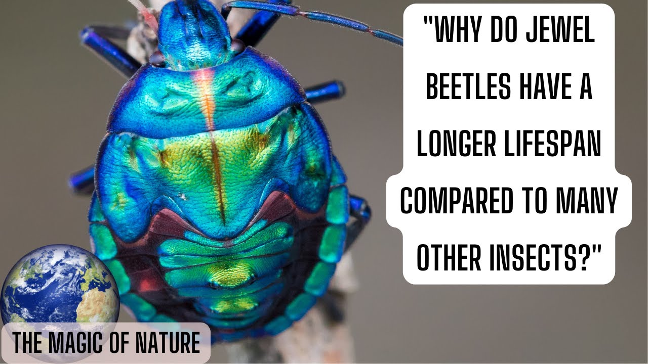 Why Do Jewel Beetles Have a Longer Lifespan Compared to Many Other Insects?