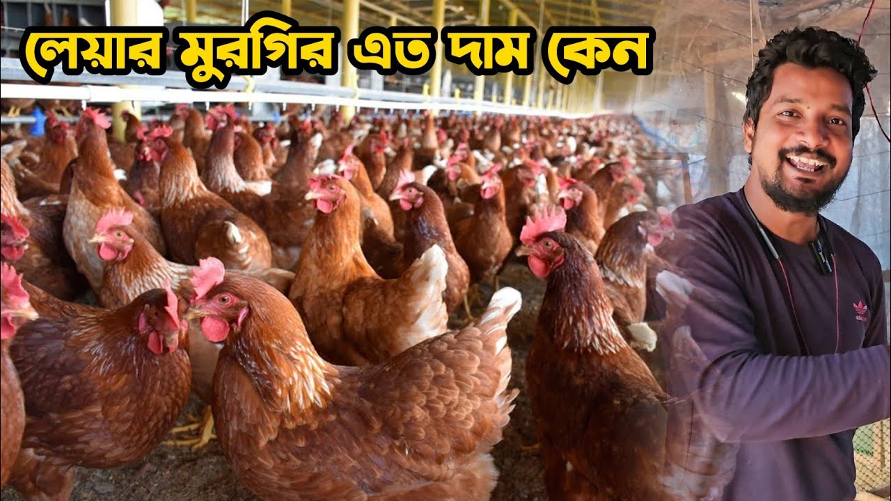এত দামে লেয়ার মুরগি কিনে লাভবান হতে পারবেন