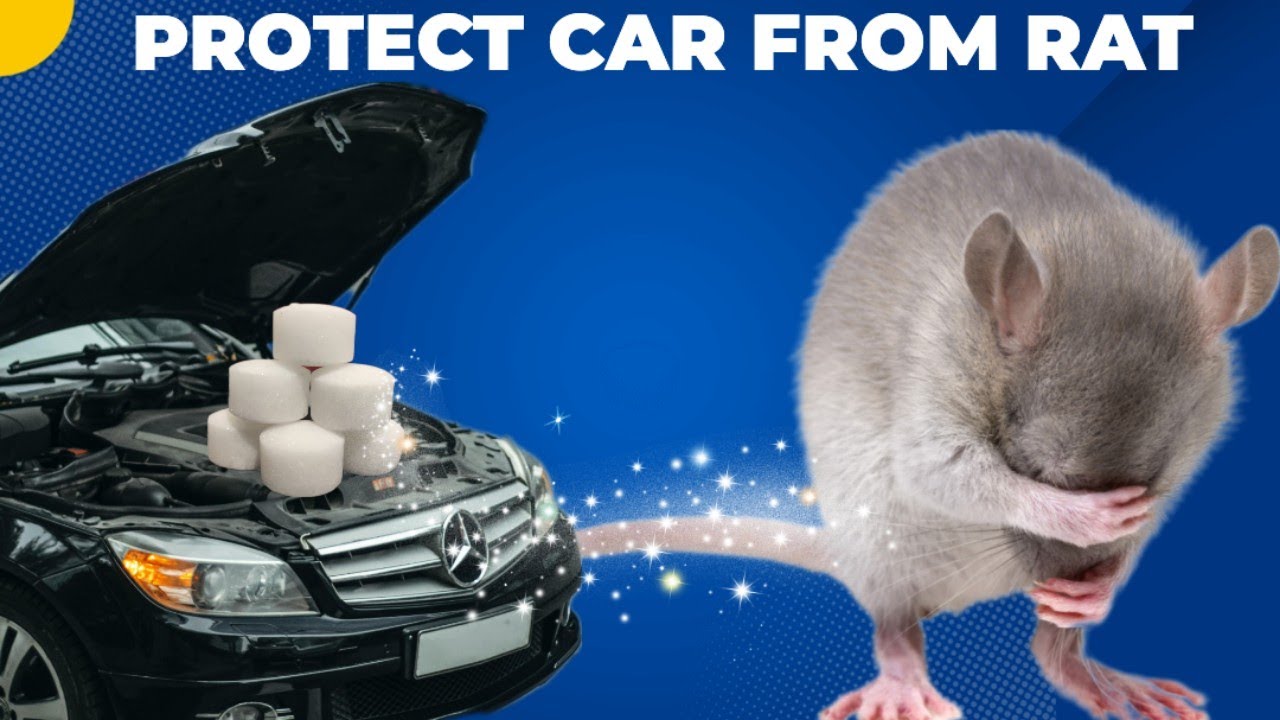 How to Protect Car from Rats | Rodents control Using Naphthalene Balls | Rodent Repellent for Car.