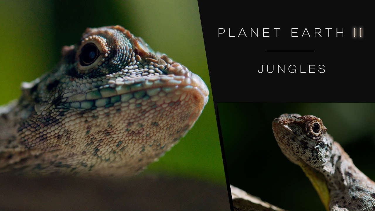Draco lizard soars like a dragon - Planet Earth II: Jungles - BBC