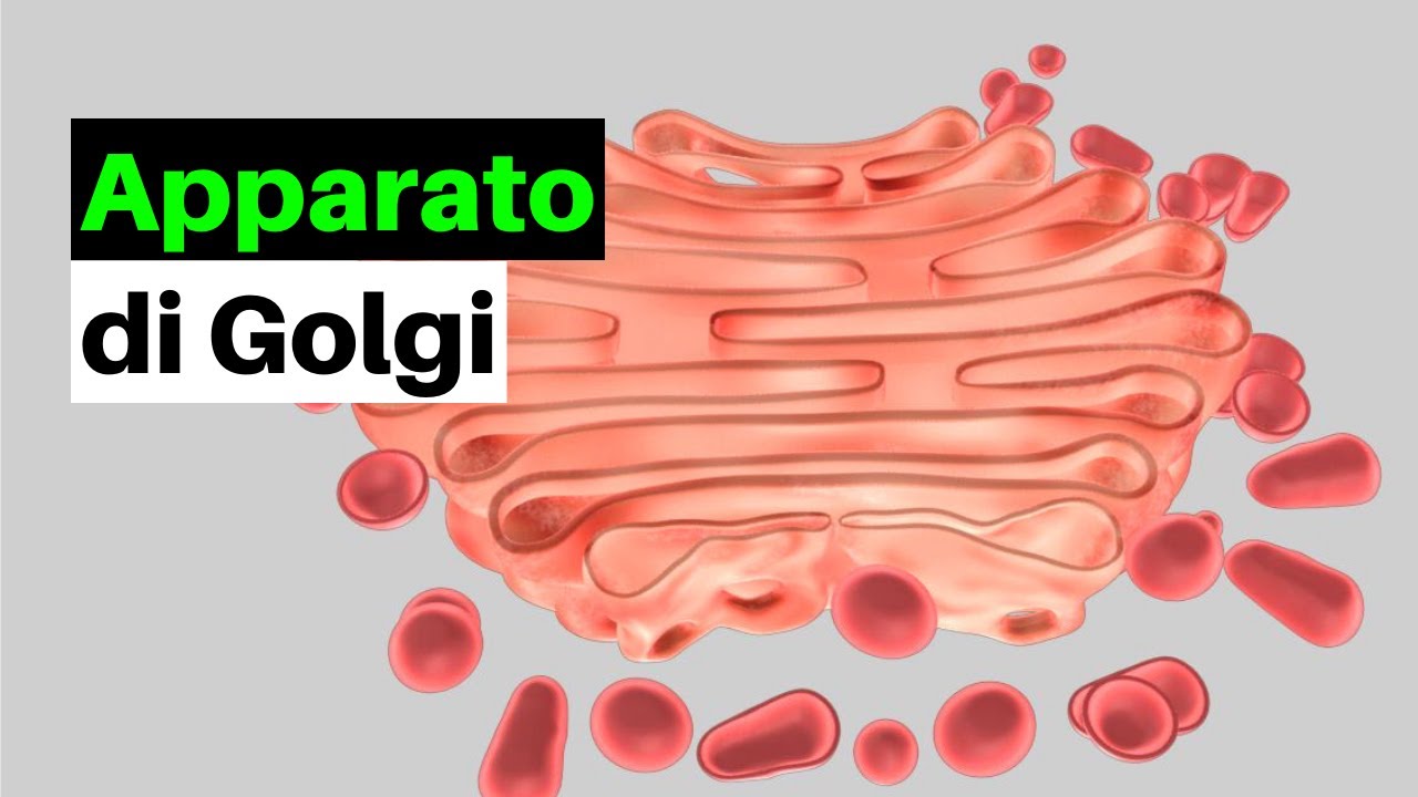 Apparato di Golgi in breve