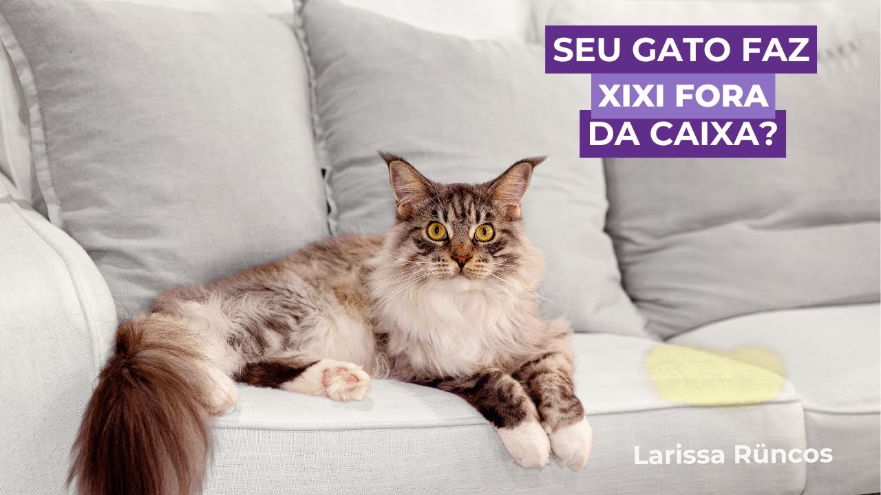 Seu gato faz xixi fora da caixa? Então assista esse vídeo