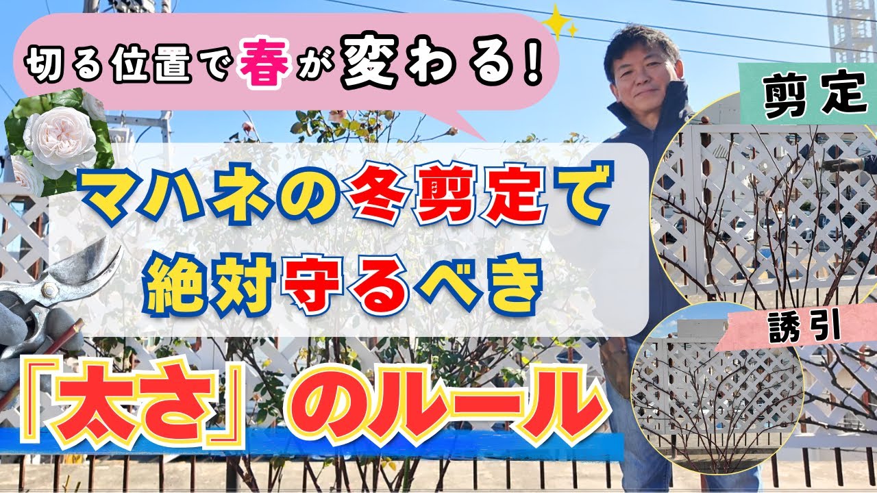 絶対守るべき「太さ」のルール。切る位置で春が変わる！マハネの冬剪定