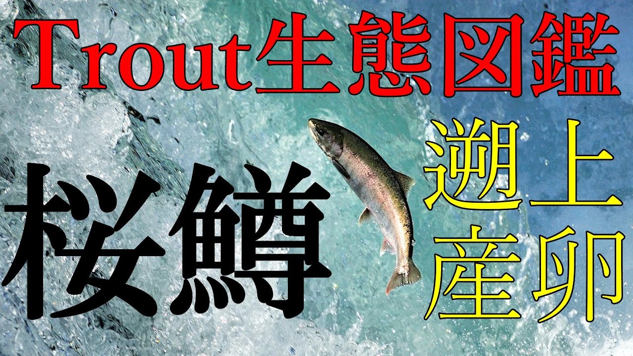 Trout生態図鑑　サクラマス１　Ecology of cherry salmon. ＃サクラマス　＃桜鱒　＃さくらます　＃鱒　＃oncorhynchus masou　＃cherry salmon
