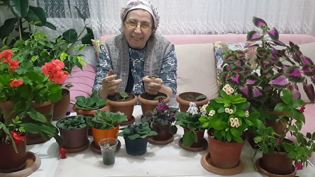 Menekşe nasıl dikilir,kõklendirilir.