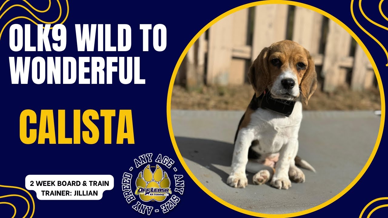 12wk Beagle (Calista) Best Dog Trainers in WV! 
