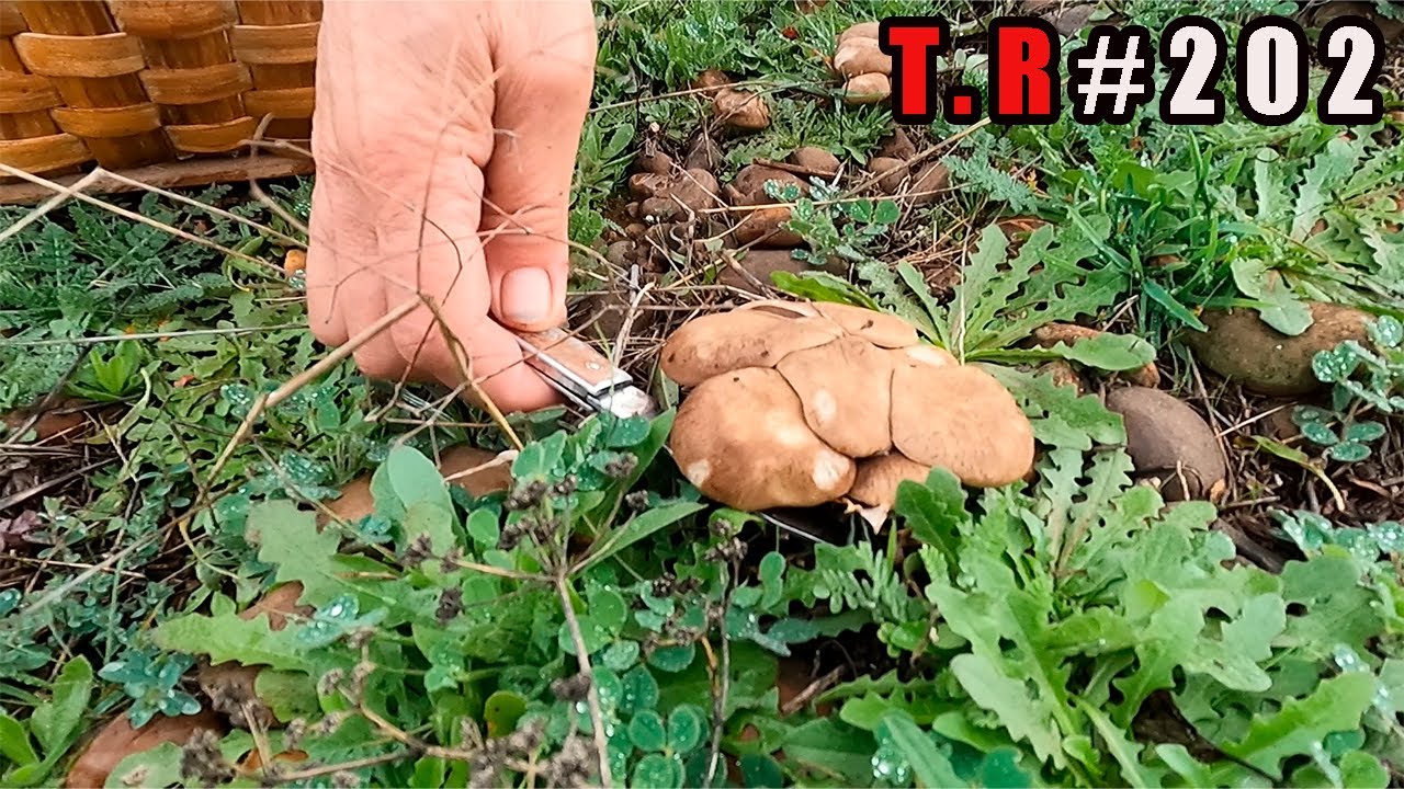 💥EXPLOTA el suelo de SETAS DE CARDO🍄