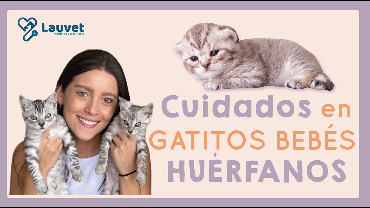 ¿CÓMO CUIDAR UN GATO BEBÉ SIN MAMÁ? | Guía completa para gatitos huérfanos - Lauvet