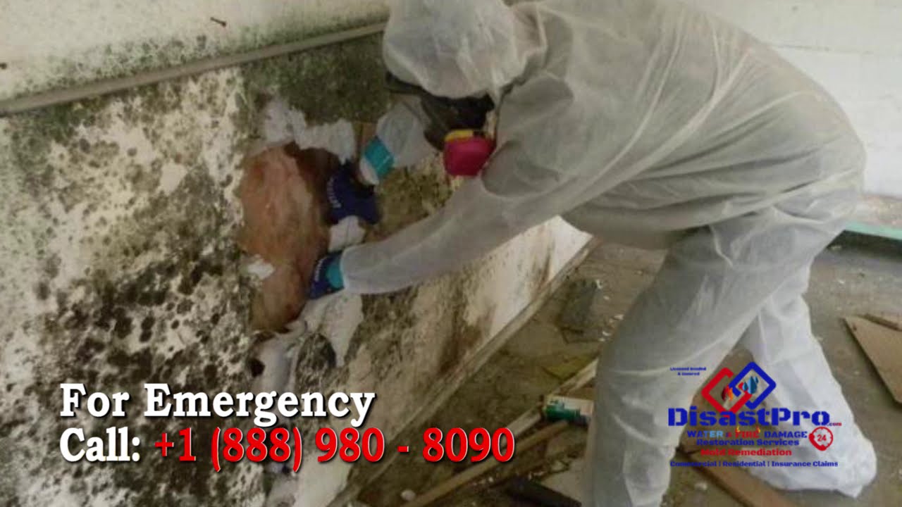 Black Mold Removal & Remediation Services in Hallandale Beach